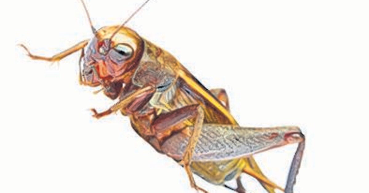 5x hier kun je insecten eten, als je durft | Het Parool