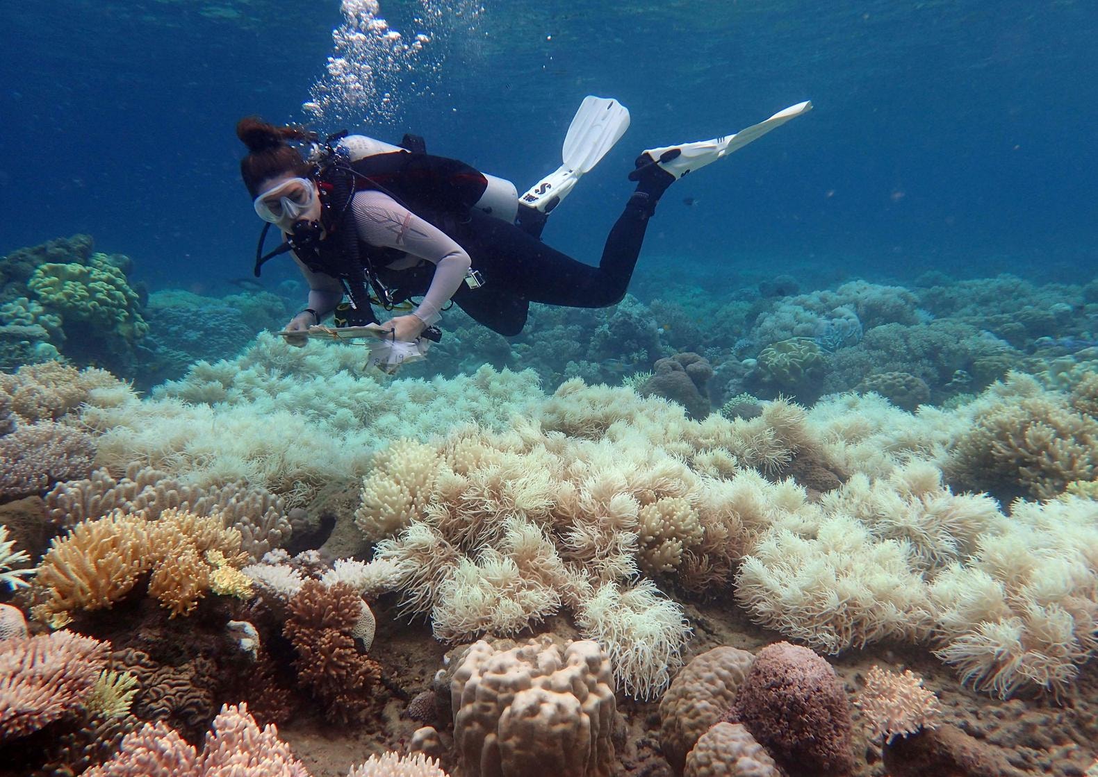 UvA-onderzoekers ontwikkelen methode om koraal te herstellen