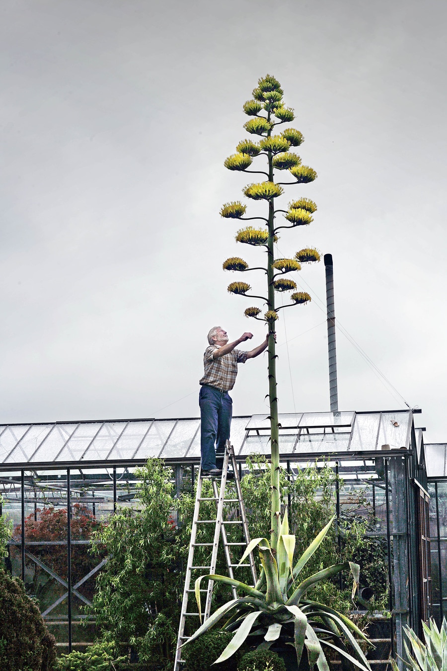 Agave VU na 45 jaar in bloei | Het Parool