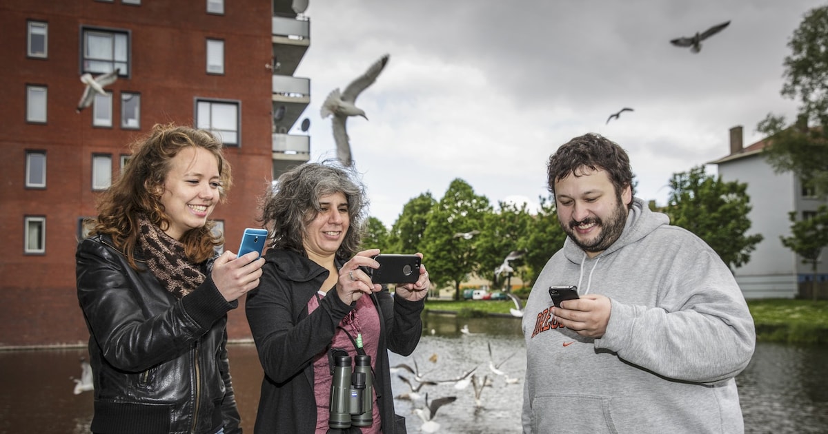 'Hangmeeuw' 6004 hangt wat op het Lambertus Zijlplein