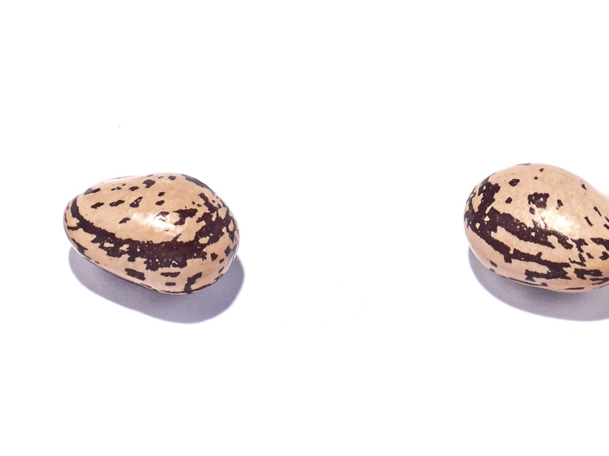 Alleen maar Amsterdams eten, kan dat? | Het Parool