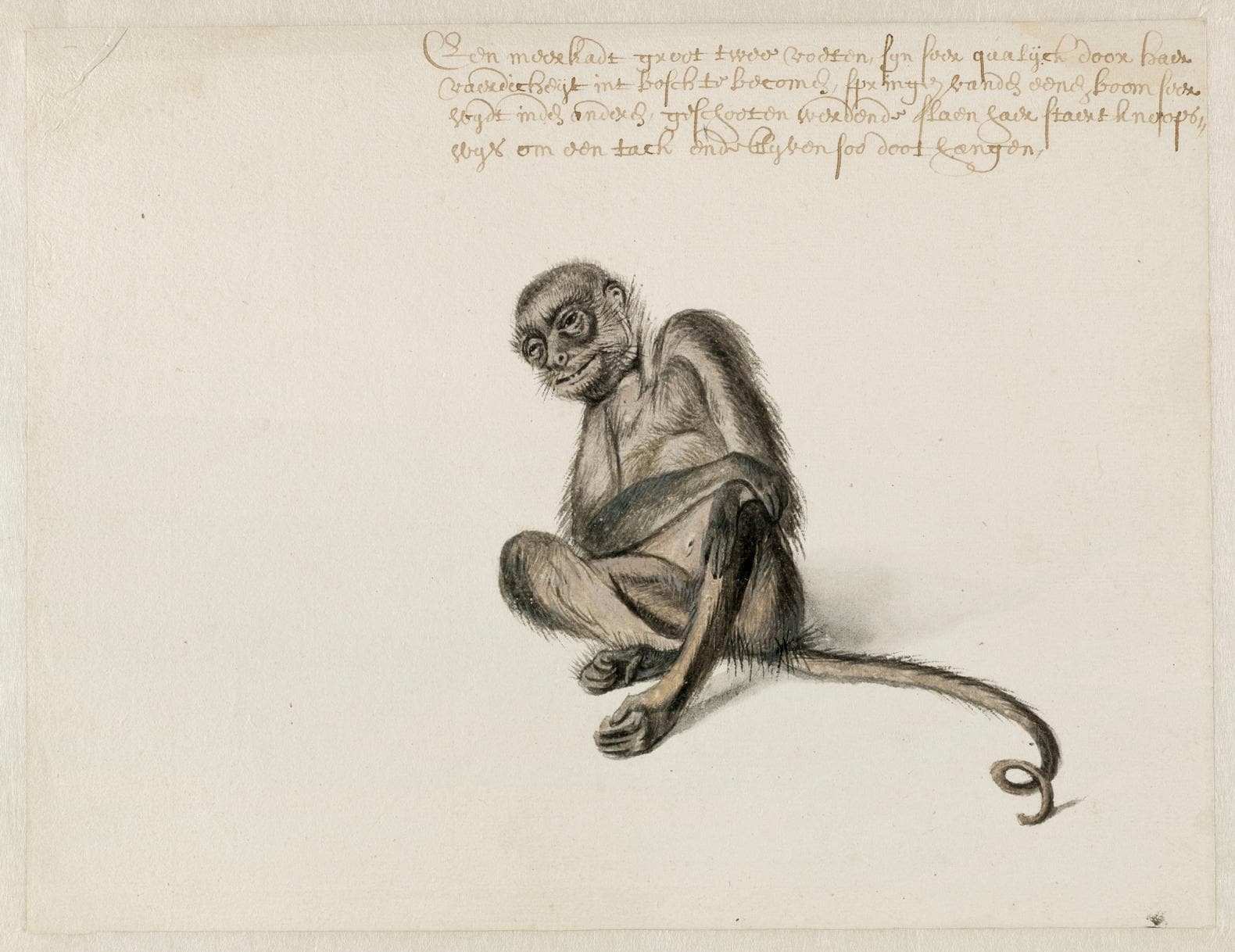 Zeventiende-eeuwse schilder Frans Post tekende wél dieren | Het Parool