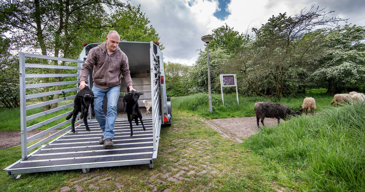 Geen warm welkom voor de schapen in Tuindorp Oostzaan