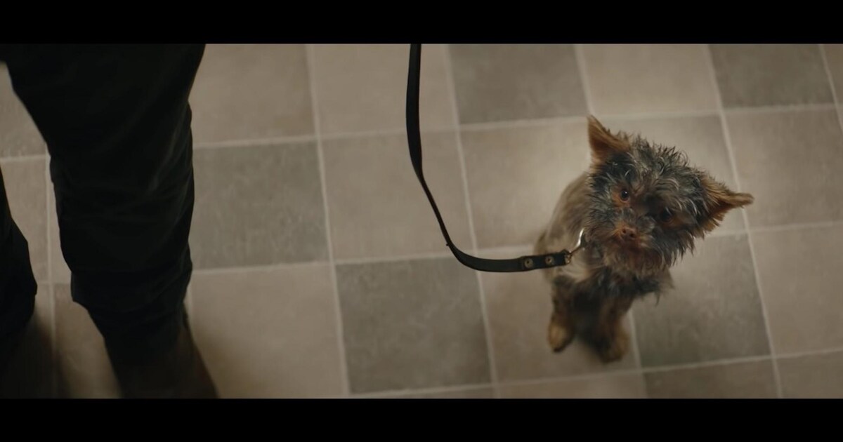 Reclame met hondje Frekkel wint Gouden Loeki | Het Parool