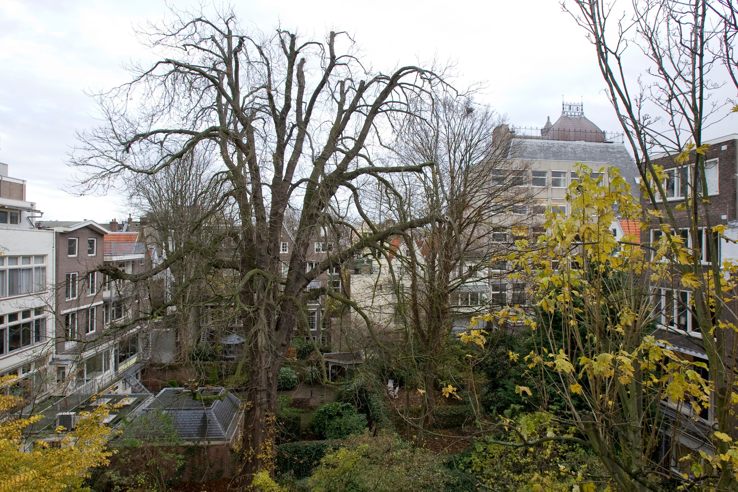 Verenigde Naties planten boom voor Anne Frank | Het Parool