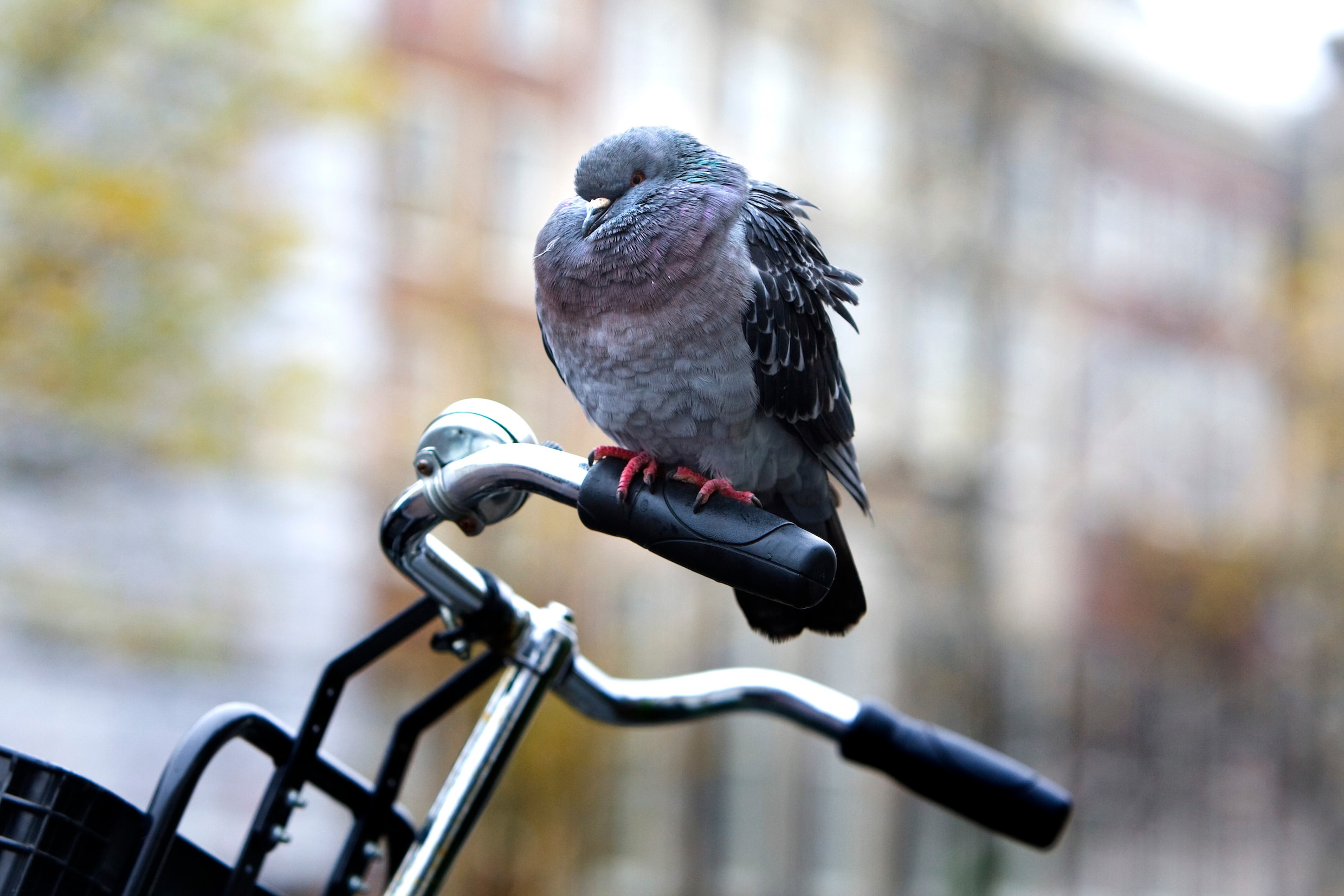 Er moet een duivenredteam komen in Amsterdam, vindt Partij voor de ...