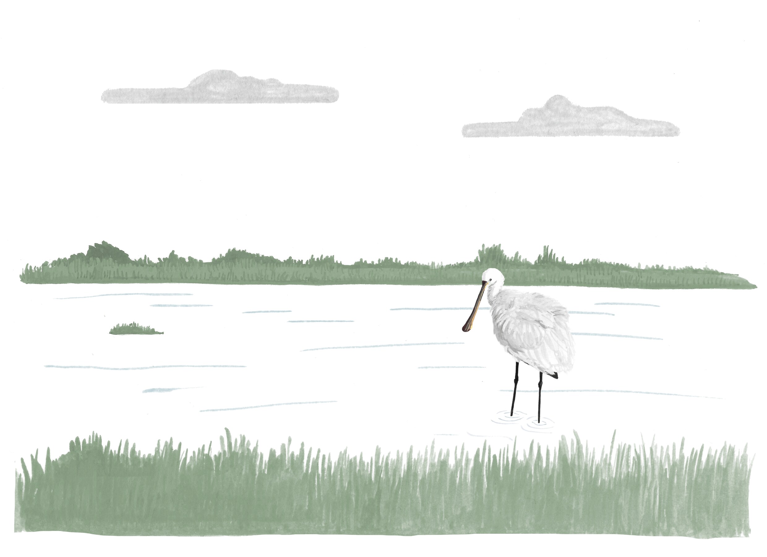 Voor veel vogels is het water van polder IJdoorn een crèche