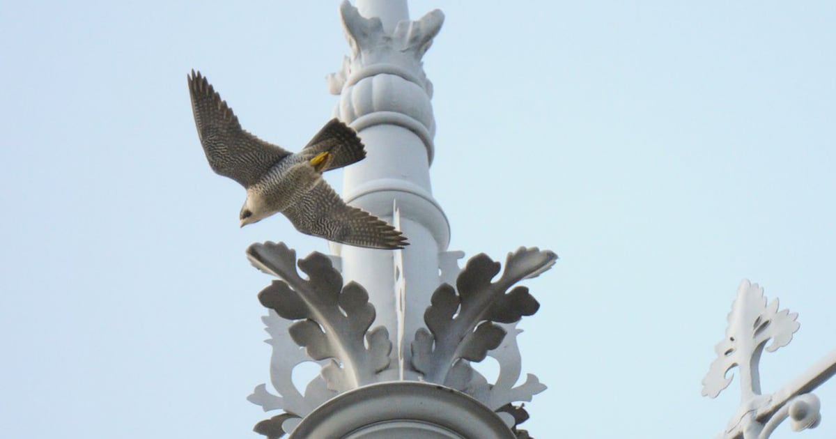 Uitvalsbasis van slechtvalken: rond het Rijks is geen vogel meer veilig ...