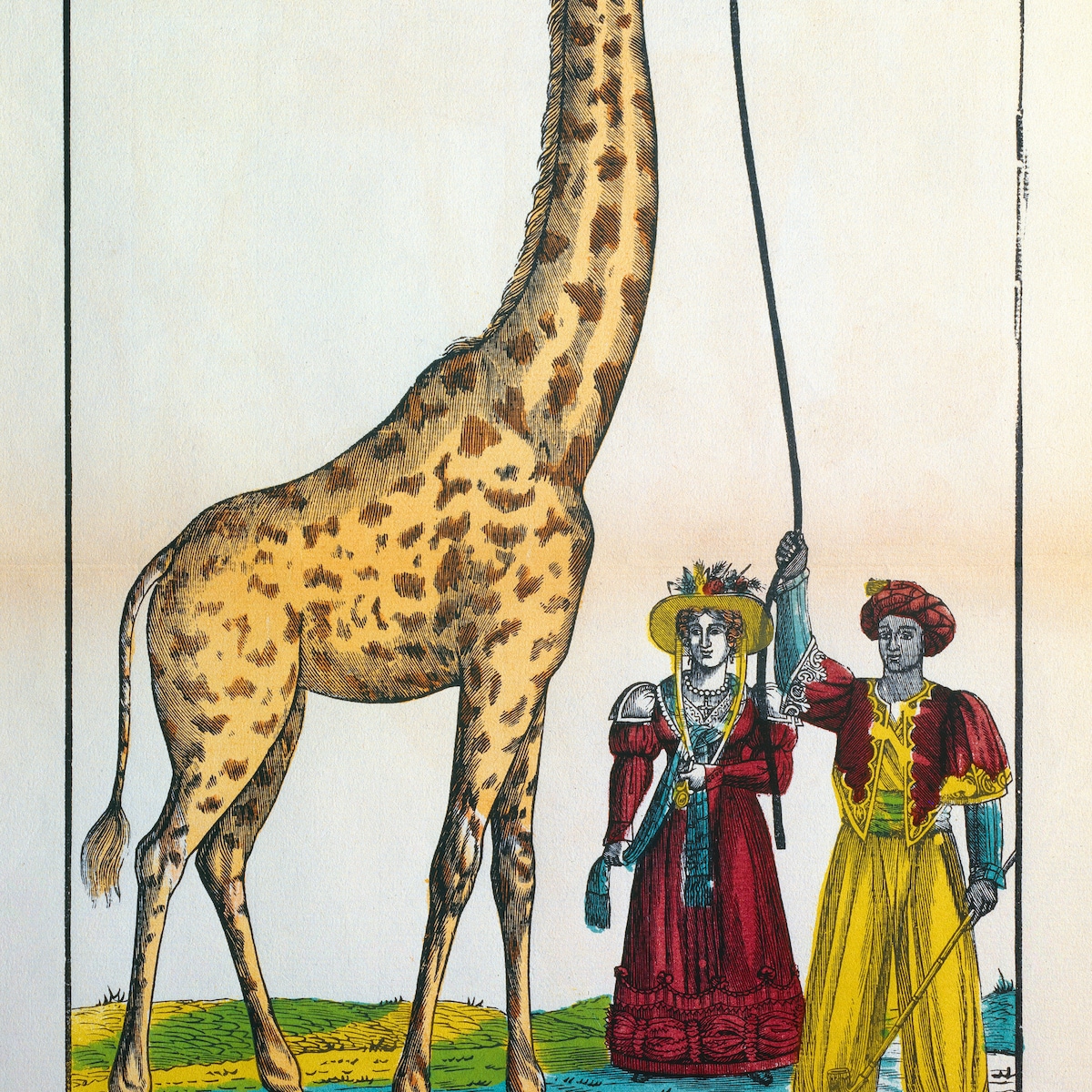 Zarafa zorgde in negentiende-eeuws Frankrijk voor een ware giraffengekte |  Het Parool