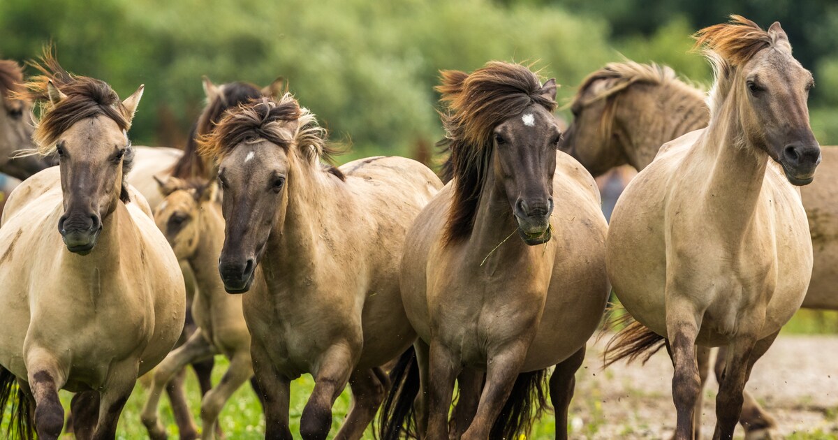 Grote grazers Oostvaardersplassen zonder vergunning doodgeschoten