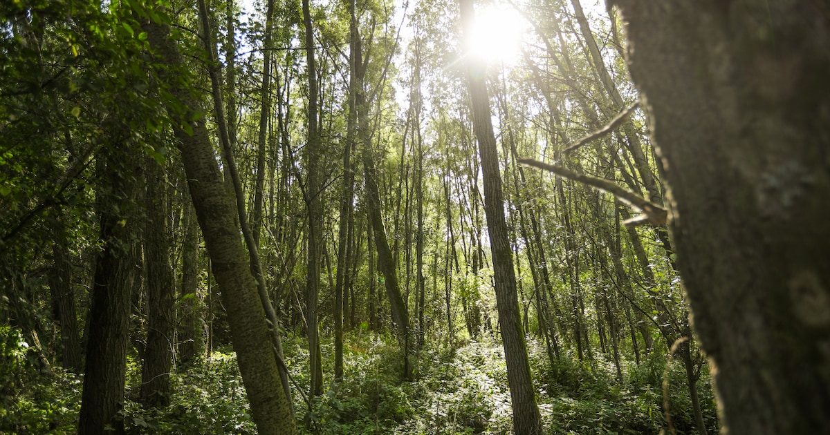 ‘Amsterdam in 2050 is een stad zonder rust, zonder natuur en zonder ruimte’