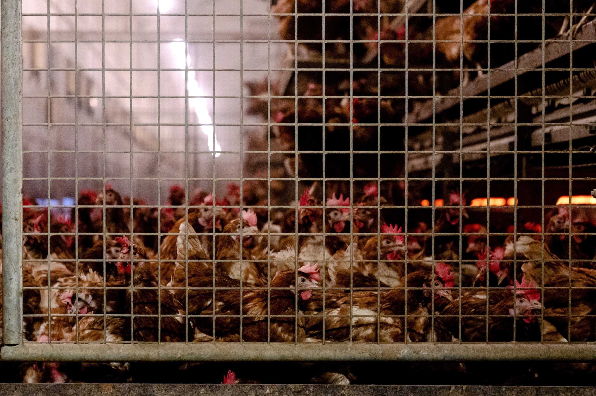 Landelijke Ophokplicht Voor Pluimvee Vanwege Vogelgriep | Het Parool