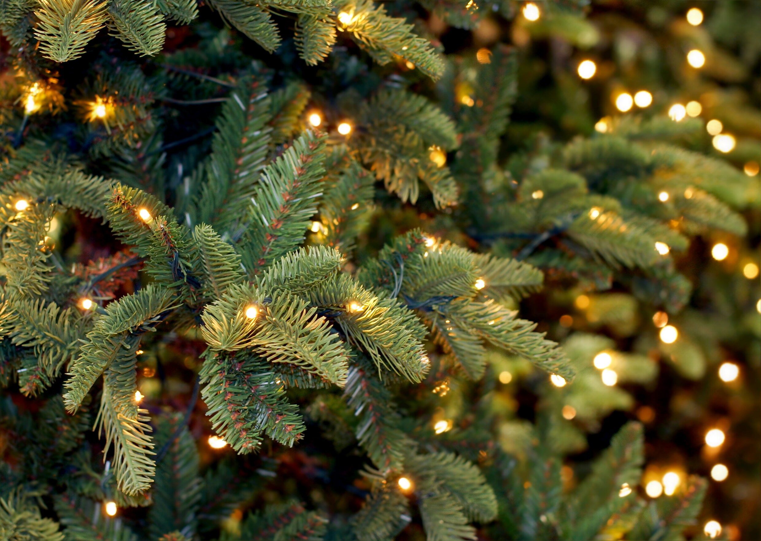 Hier kun je een duurzame kerstboom kopen (en inleveren)