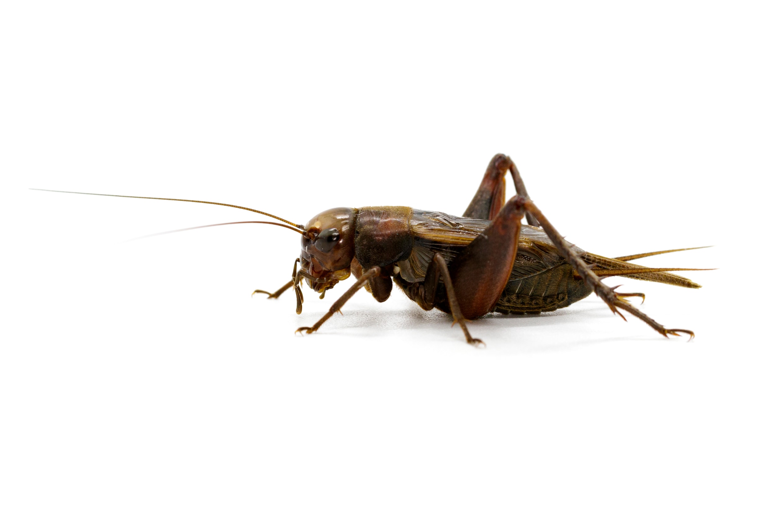 Eten we binnenkort allemaal massaal insecten? | Het Parool