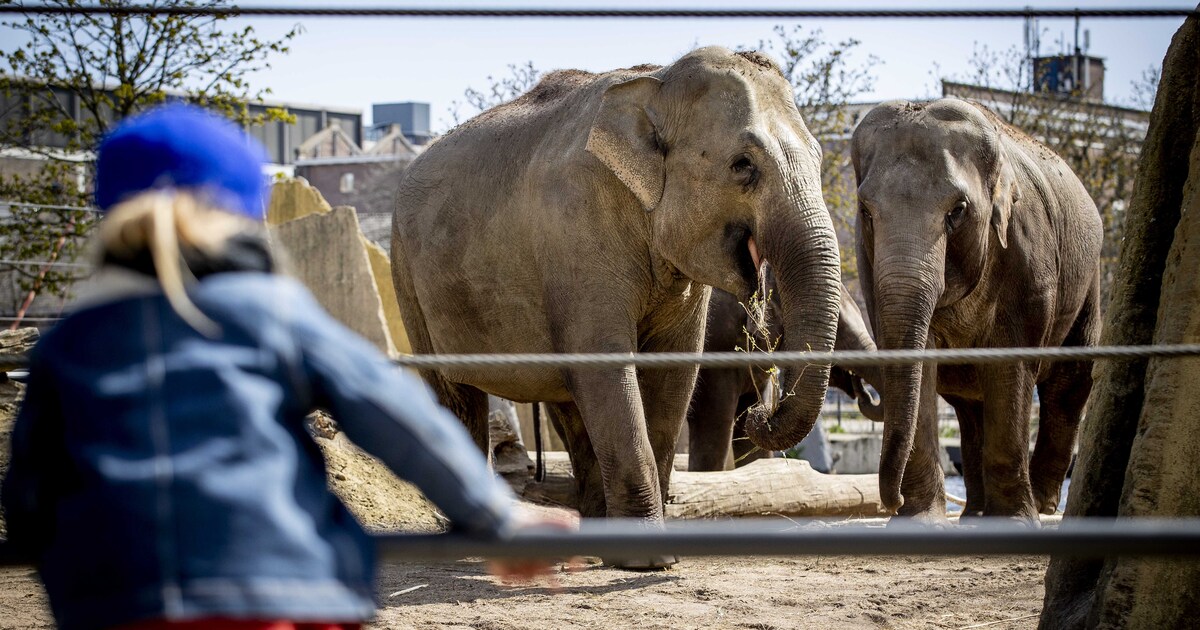 Dierentuinen weer open ook dieren kijken graag aapjes Het Parool