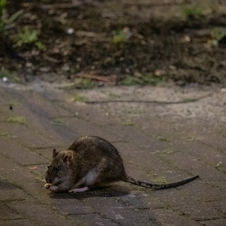 Readers on rat plague in Amsterdam: I think the rat is often made a scapegoat