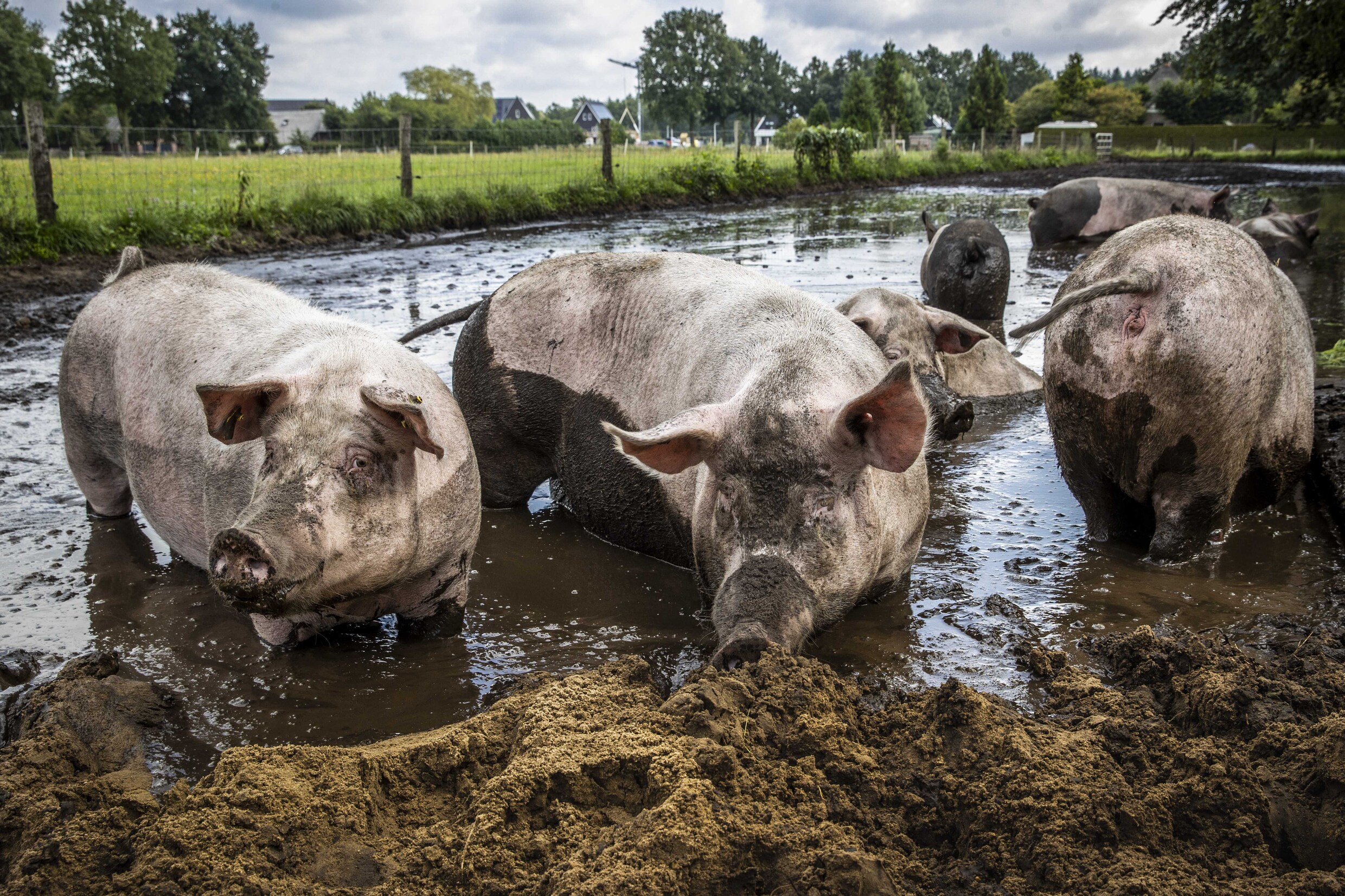 Schiphol gaat testen of varkens ingezet kunnen worden om vogels te verjagen