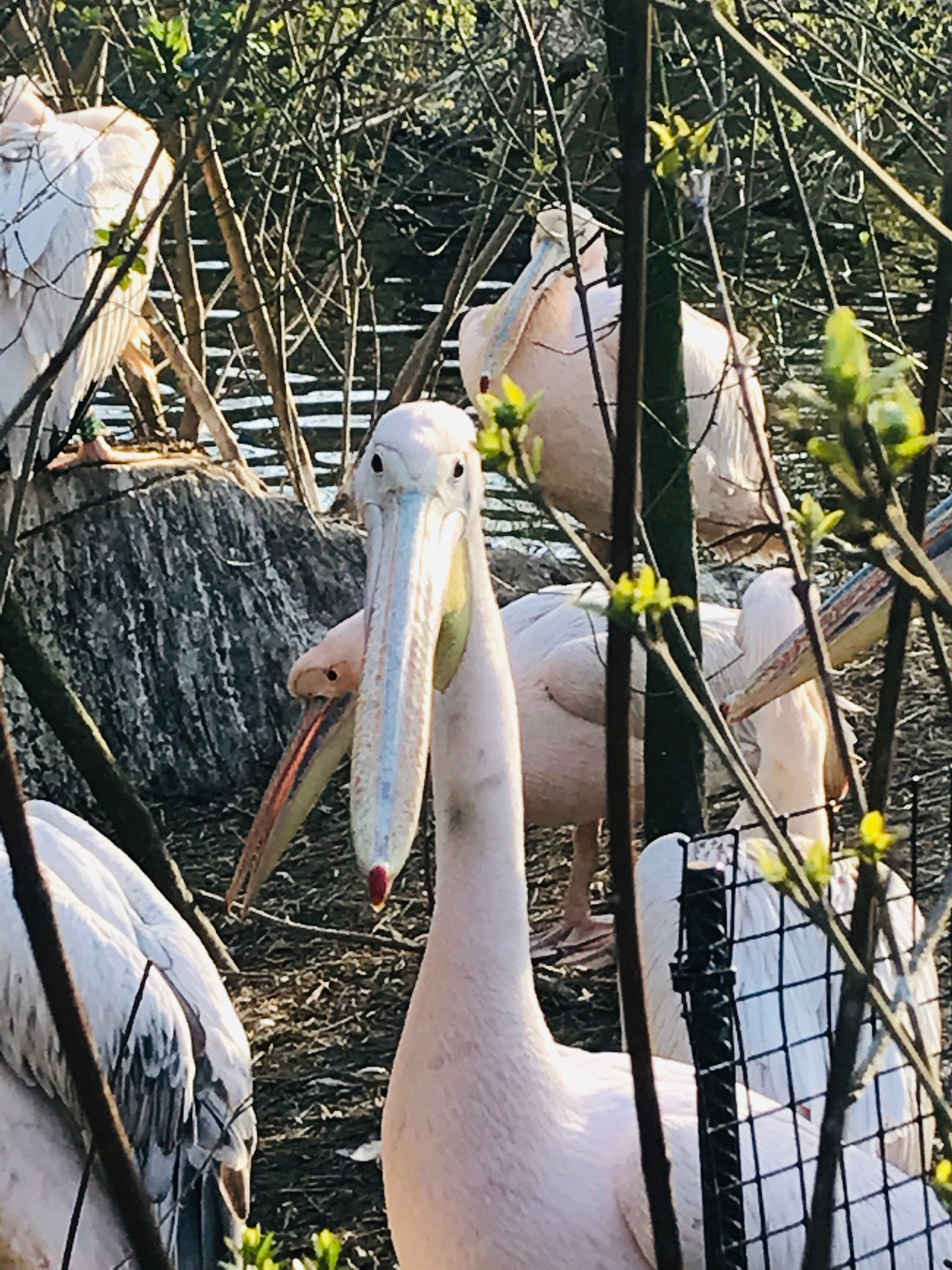 Wandelen langs de verliefde dieren in Artis | Het Parool