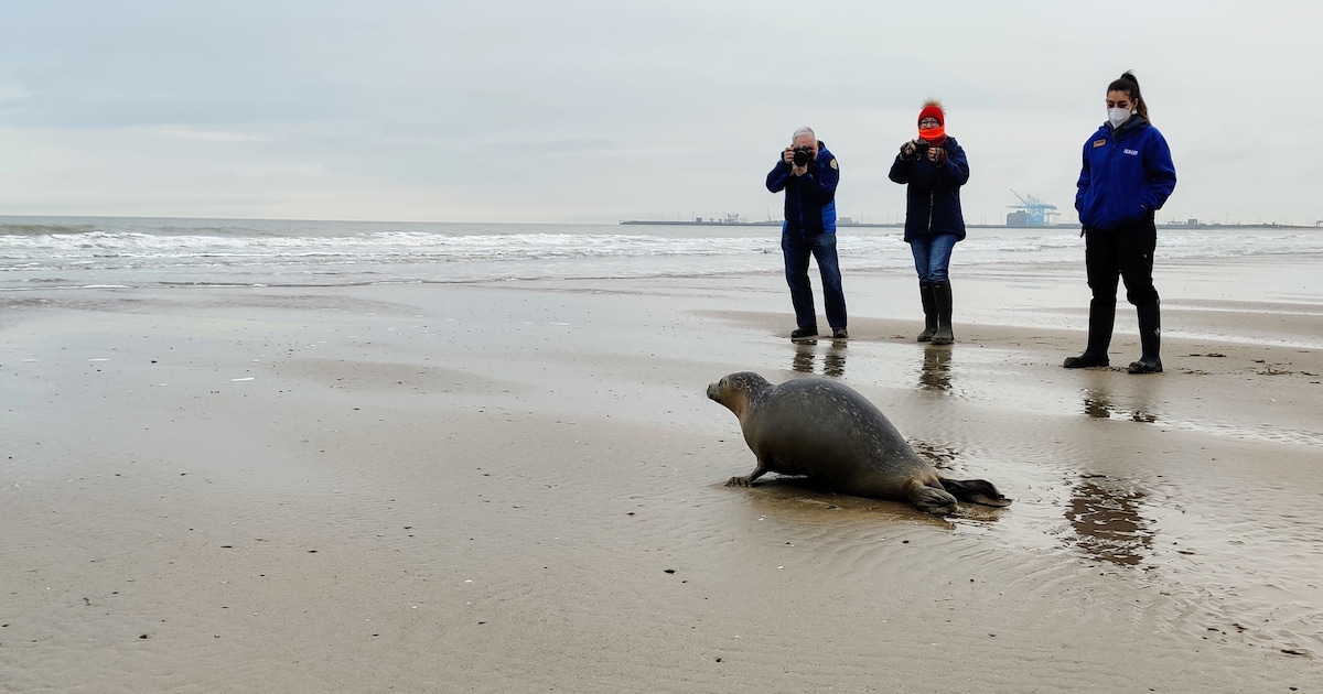 Zeehondencentrum Pieterburen in nood, vraagt waarschijnlijk binnen twee ...