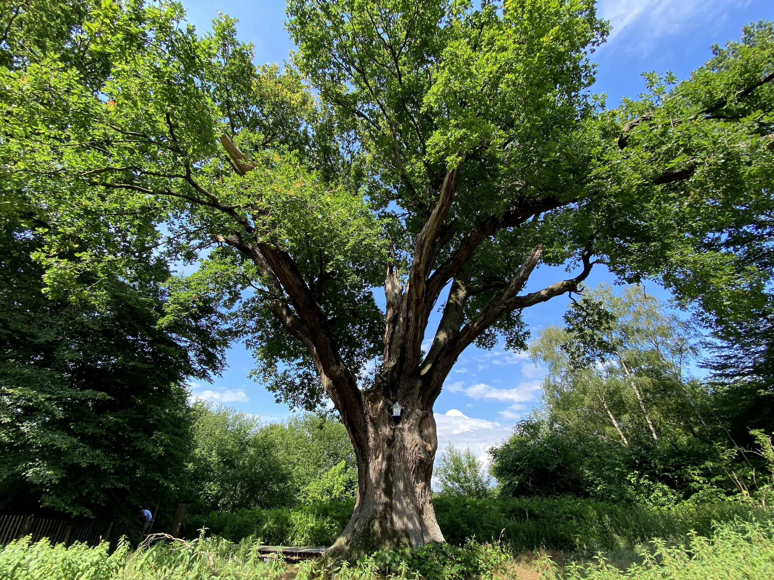 Oer-Hollandse eik is een toonbeeld van kracht: Solitaire eiken krijgen geen steun van soortgenoten