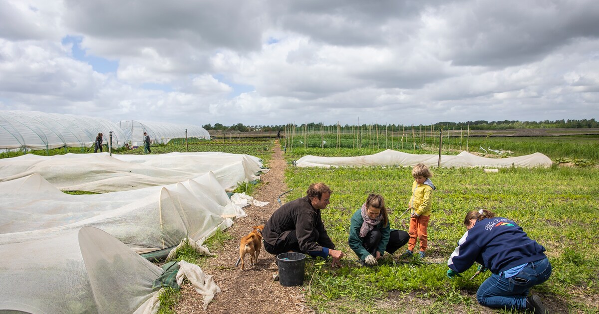 Opinie: ‘De Lutkemeerpolder wordt een van de grootste stadslandbouwprojecten van Nederland’