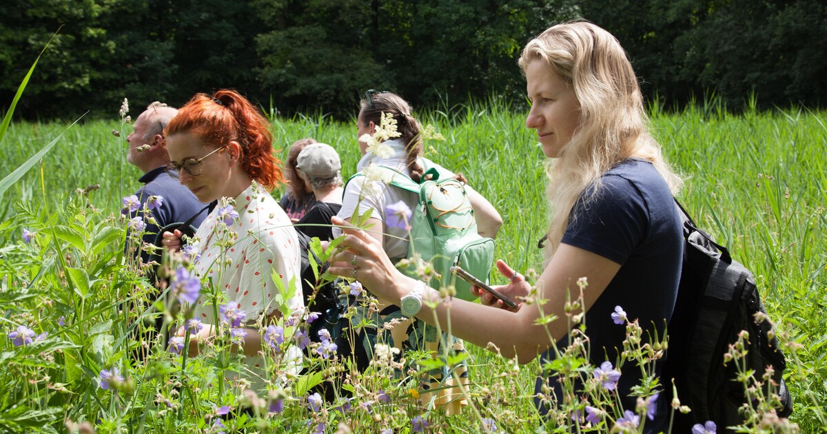 Mee op cursus wildplukken in het Amsterdamse Bos: ‘Je voelt je weer even een oermens’