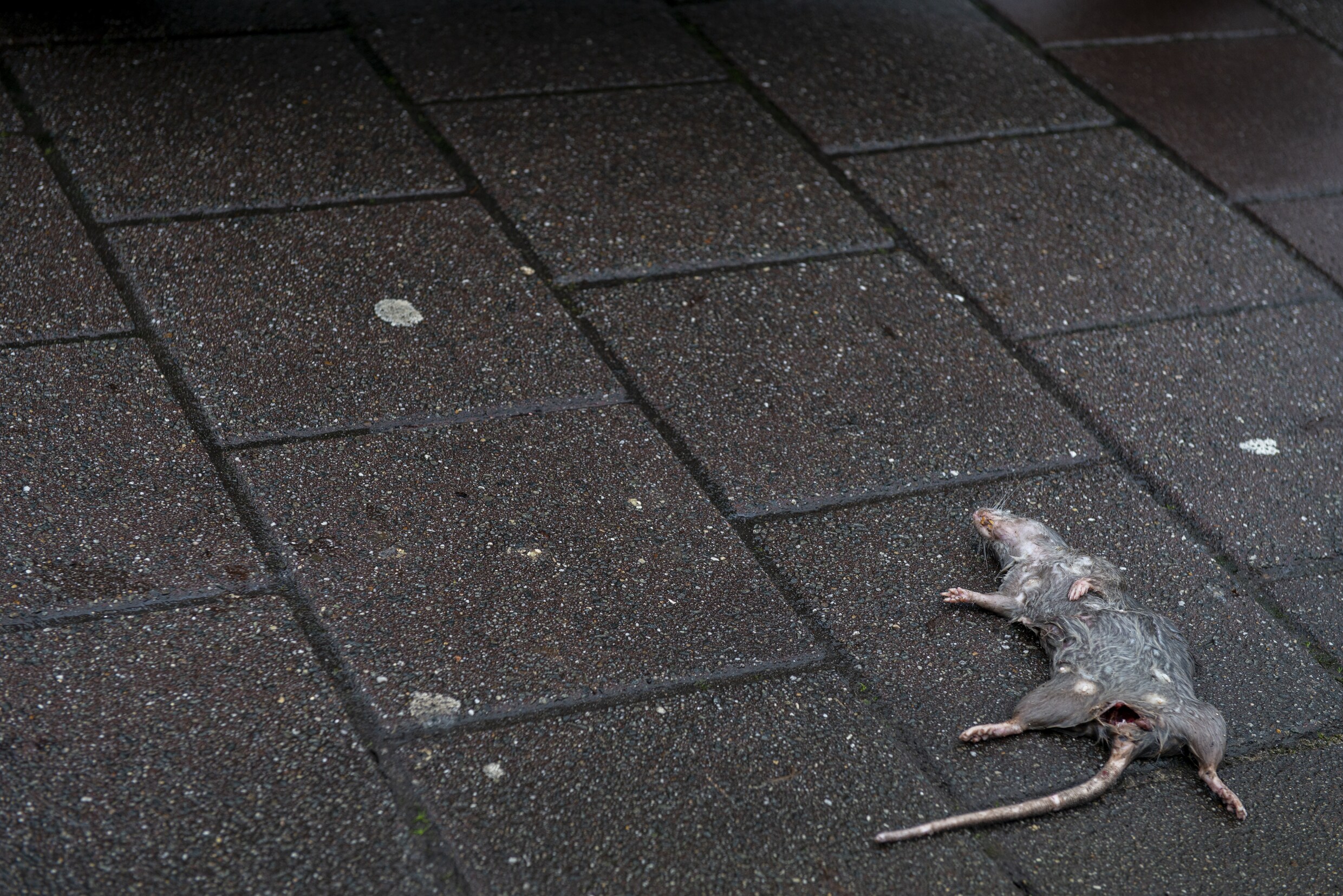 ‘Leger’ van ratten houdt bewoners Lijnbaansgracht in de greep | Het Parool