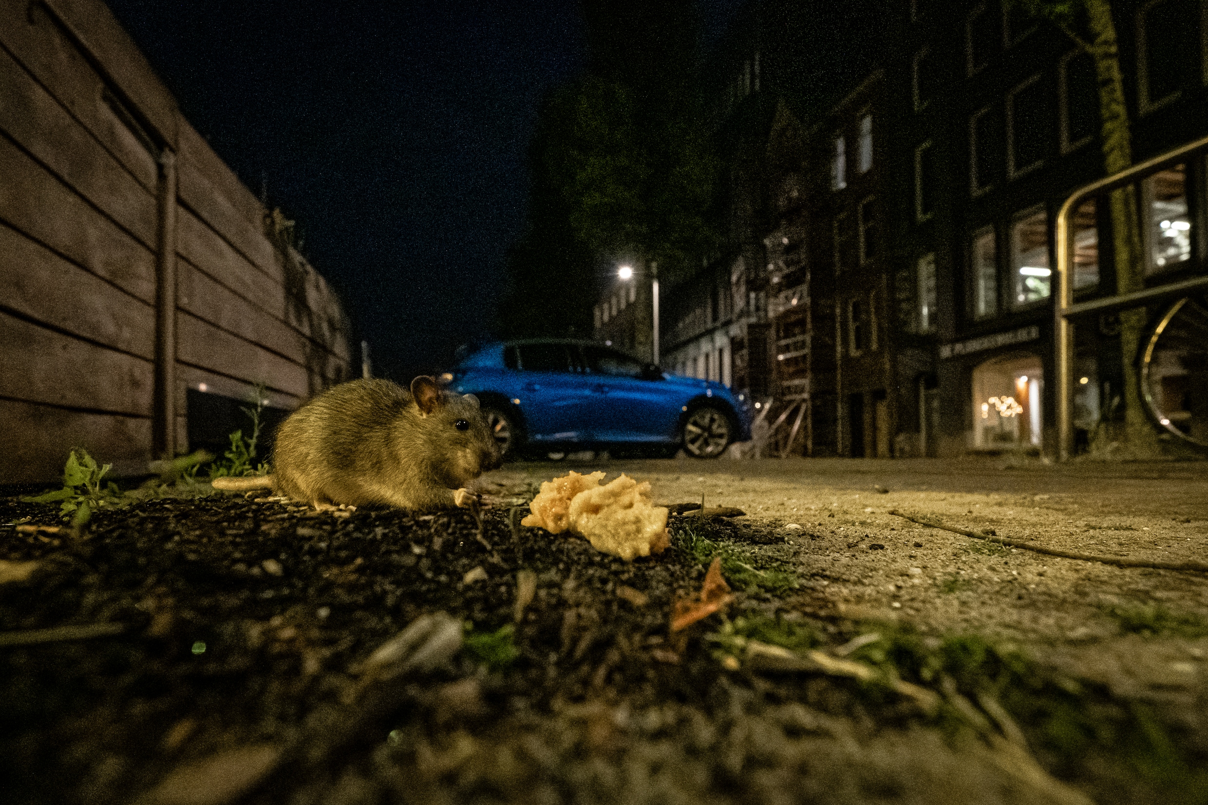 Lezers van Het Parool over het rattenprobleem in Amsterdam: ‘Geef leden ...