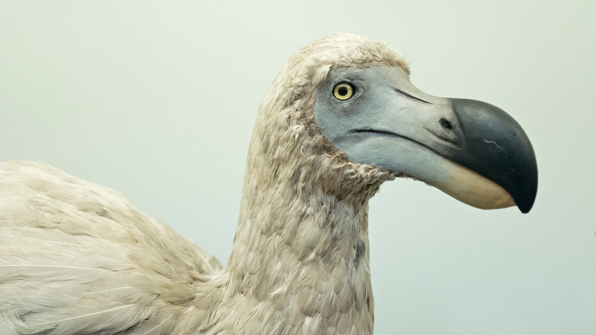 Dodo Vogel Staat De Dodo Op Uit De Doden? En Vooral: Willen We Dat