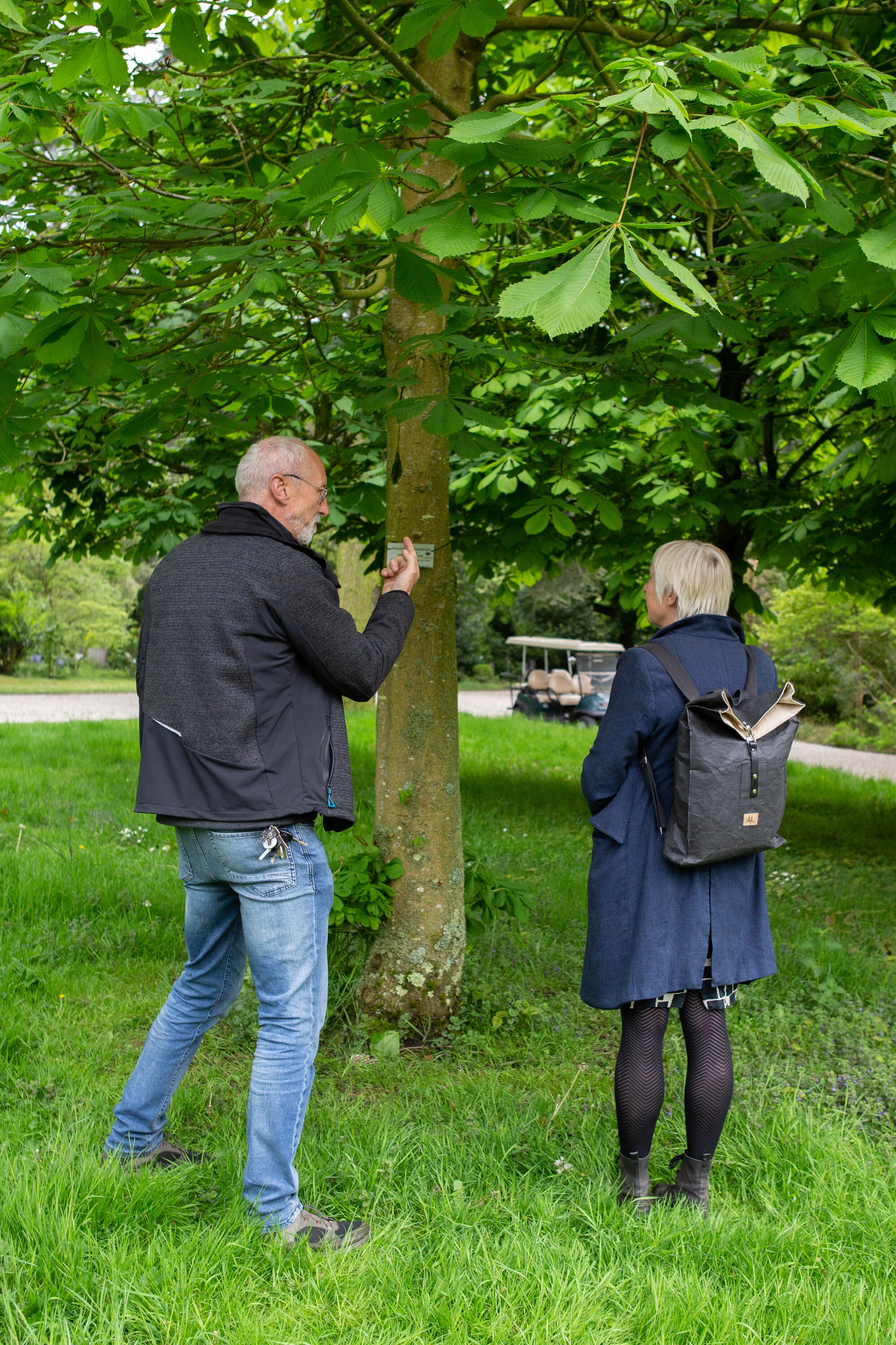 Boomverzorger Johan Mullenders en onderzoeker Irene Stengs op De Nieuwe Ooster, bij een nakomeling die in Groningen is opgekweekt uit de stekken van Henk Werner.