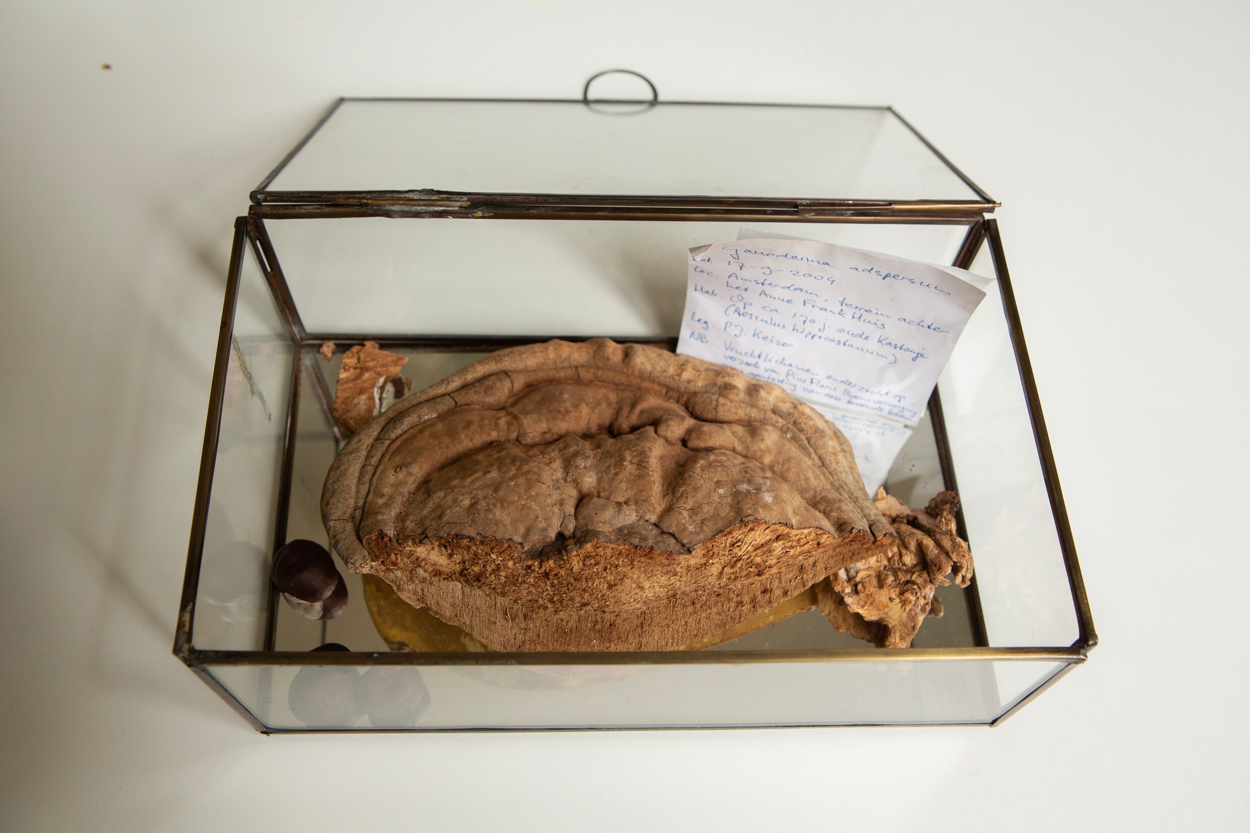 Een plak van de tonderzwam die de Anne Frankboom noodlottig werd is in het bezit van onderzoeker Irene Stengs.