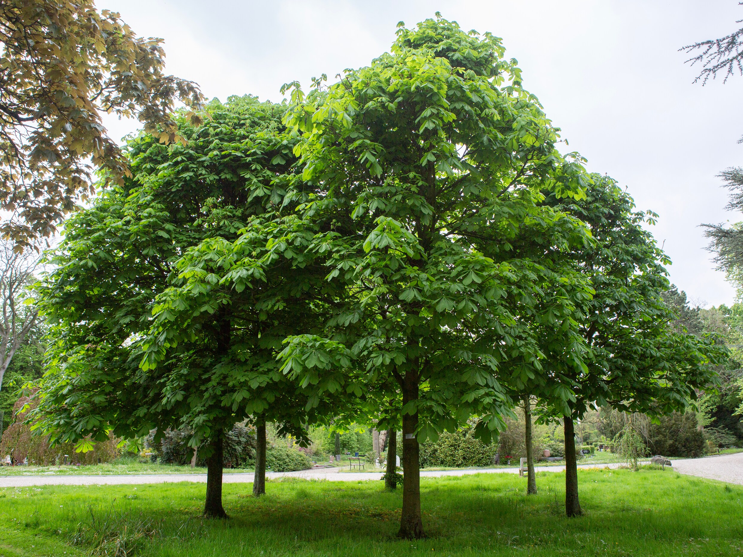 Zes zaailingen van de Anne Frankboom op begraafplaats De Nieuwe Ooster.