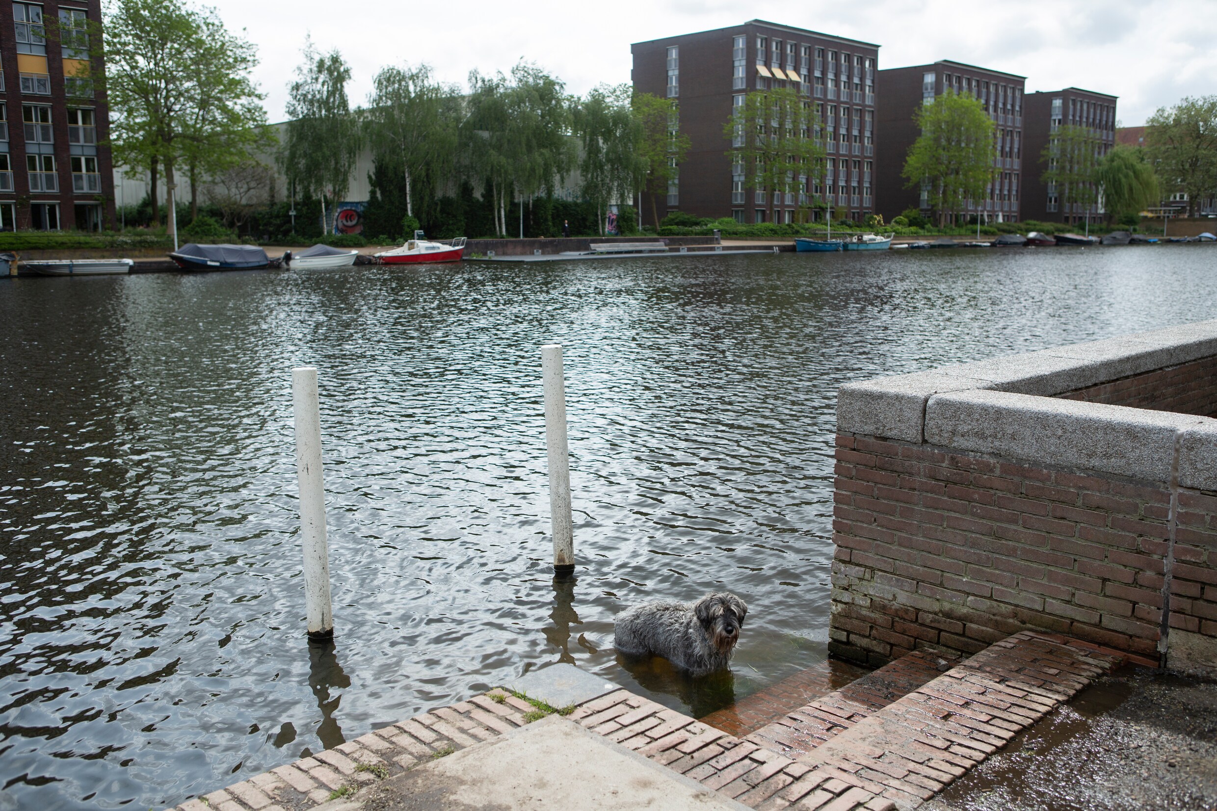 Woef! Plons! Dit zijn de fijnste hondenzwemplekken in Amsterdam | Het ...