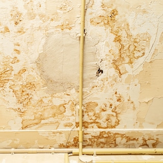 Almost 16,000 Amsterdam social housing units face mold issues, but fixing them is harder than expected
