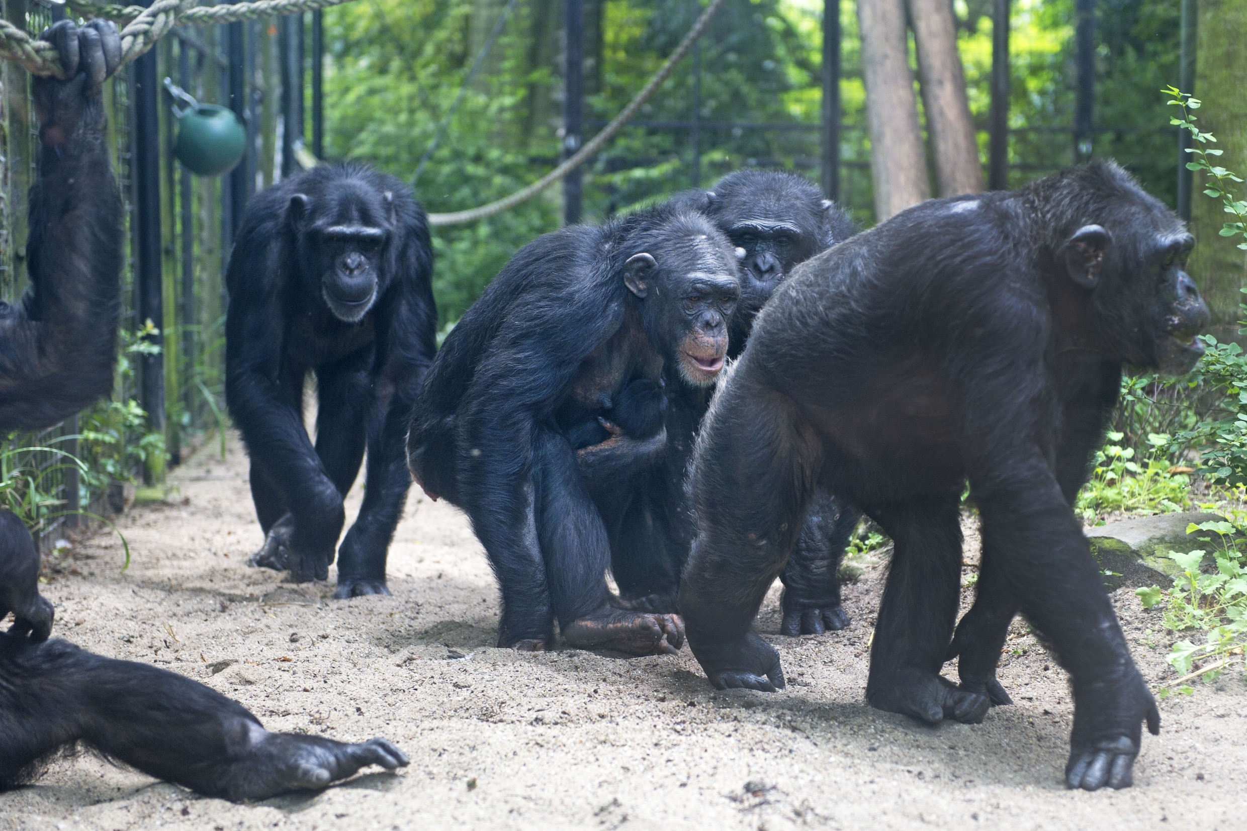 Chimpansees Artis gaan mogelijk verhuizen, liefhebbers starten petitie ...