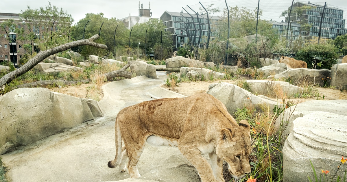 Hoe bevalt het de leeuwen in hun nieuwe verblijf in Artis? De verwarmde ...