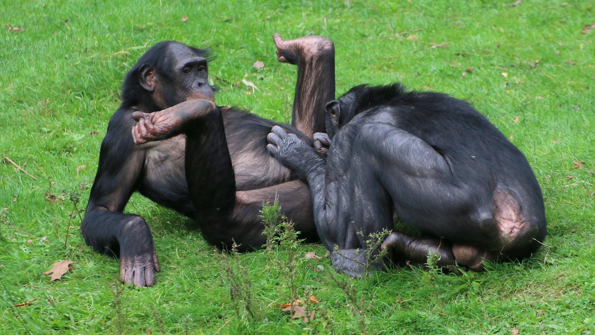 Uitgebreide inventarisatie: homoseks is bij veel sociale zoogdiersoorten  doodnormaal | Het Parool