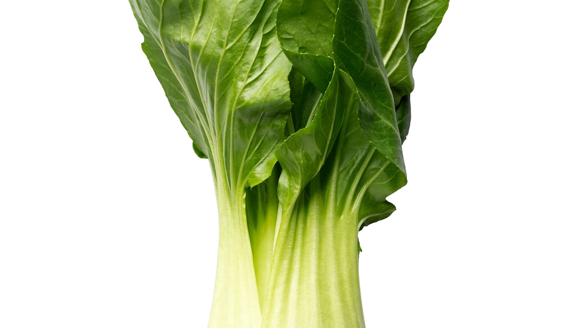 Een Aziatische groente-evergreen, alles over fermenteren en de Japanse  kunst van streven naar perfectie | Het Parool