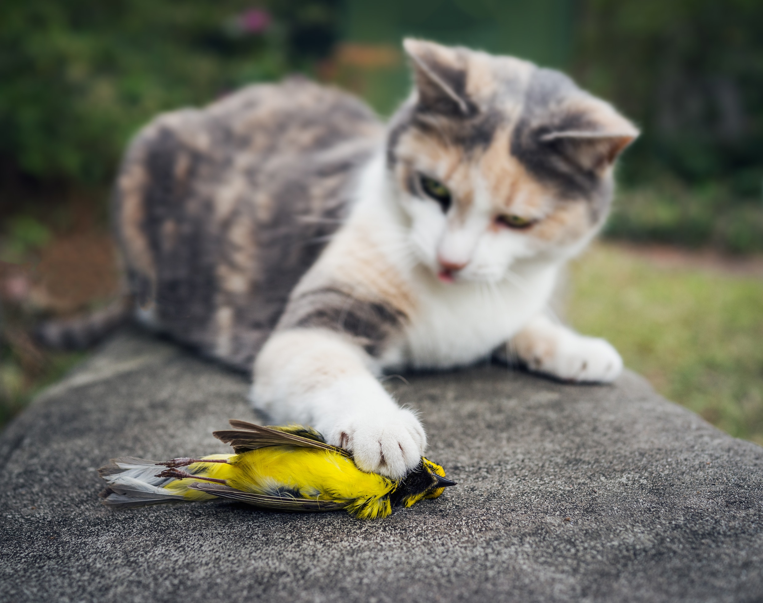 Katten zijn ware slachters: ‘Ook in Amsterdam hebben katten zeldzame ...