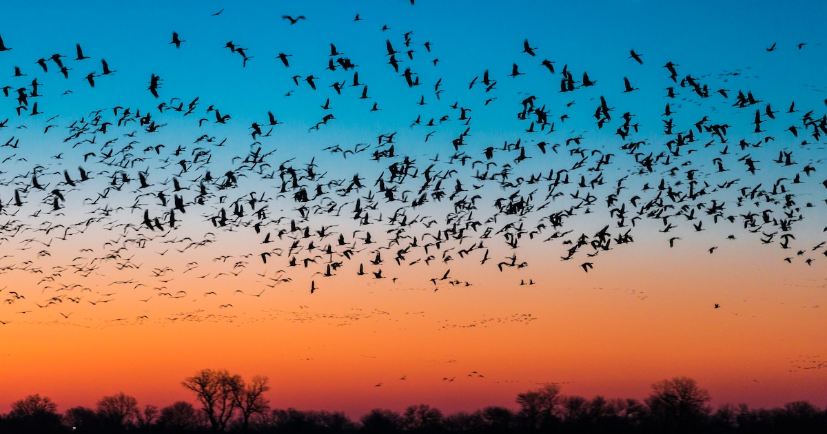 Vuurwerk Tijdens De Jaarwisseling Jaagt Miljoenen Vogels Paniek Aan ...