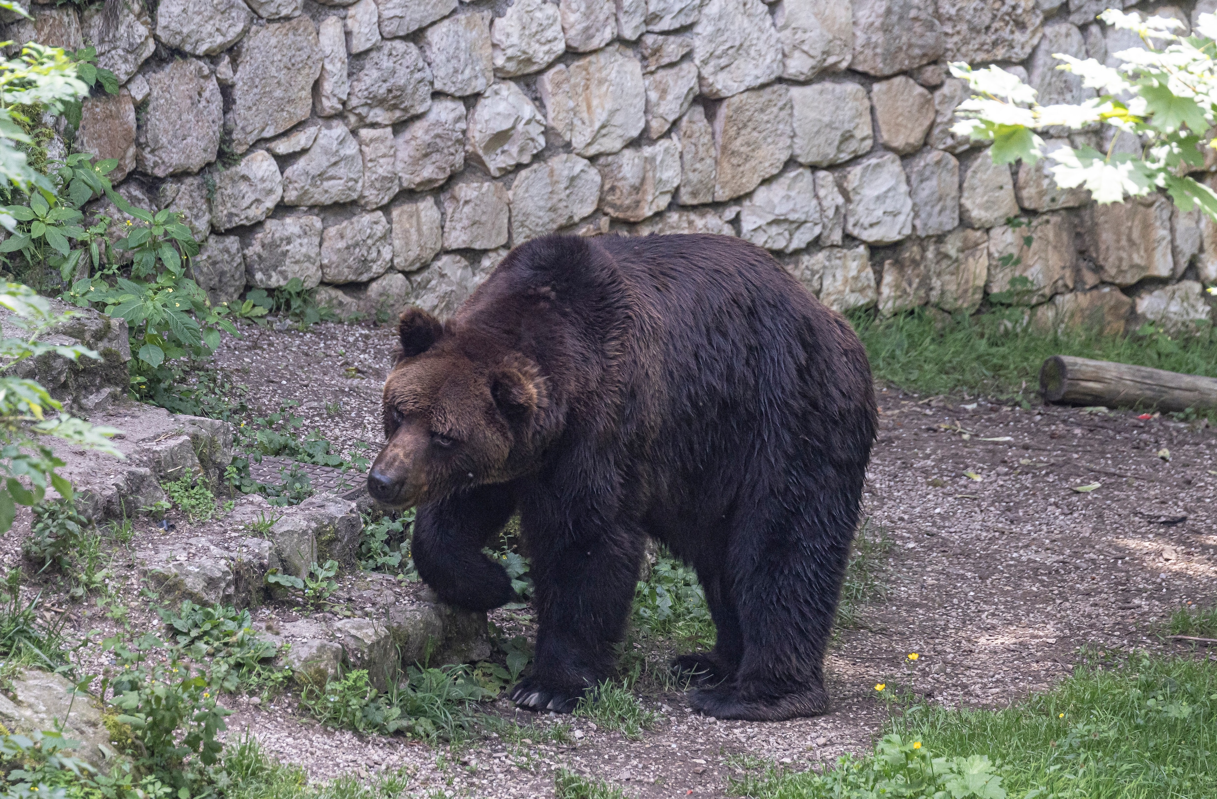 Noord-Italiaanse provincie wil komende jaren 24 beren afschieten, om ‘bevolking te beschermen’