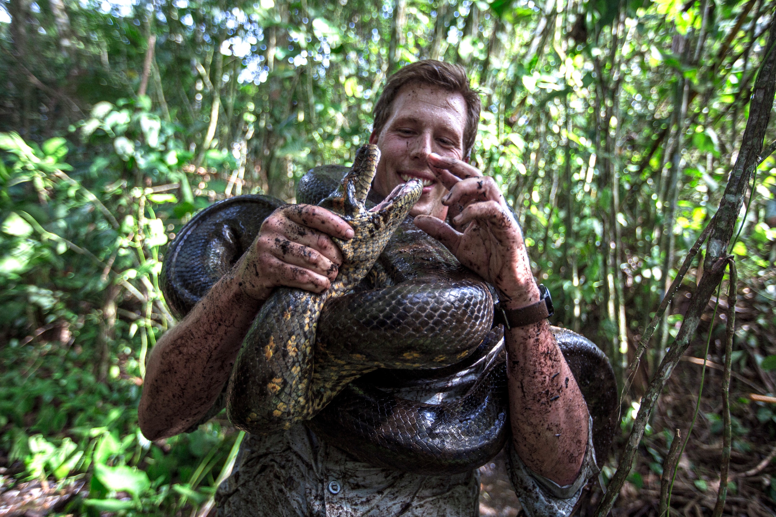 Freek Vonk ontdekt nieuwe anacondasoort in Amazone ‘Extreem bijzonder