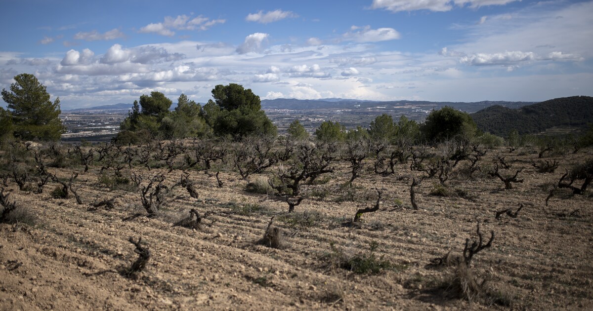 Onderzoekers waarschuwen: wijngaarden in Spanje, Frankrijk en Italië verdwijnen door droogte