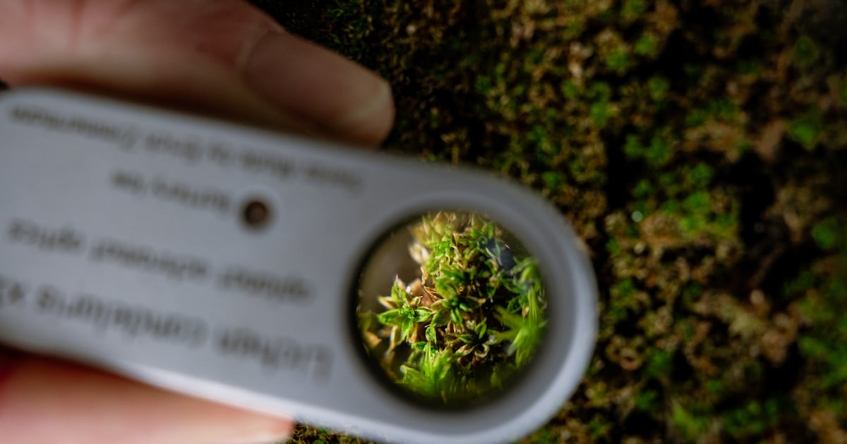 Op mossenexcursie door Amsterdam: ‘Dit is toch gewoon kunst?!’