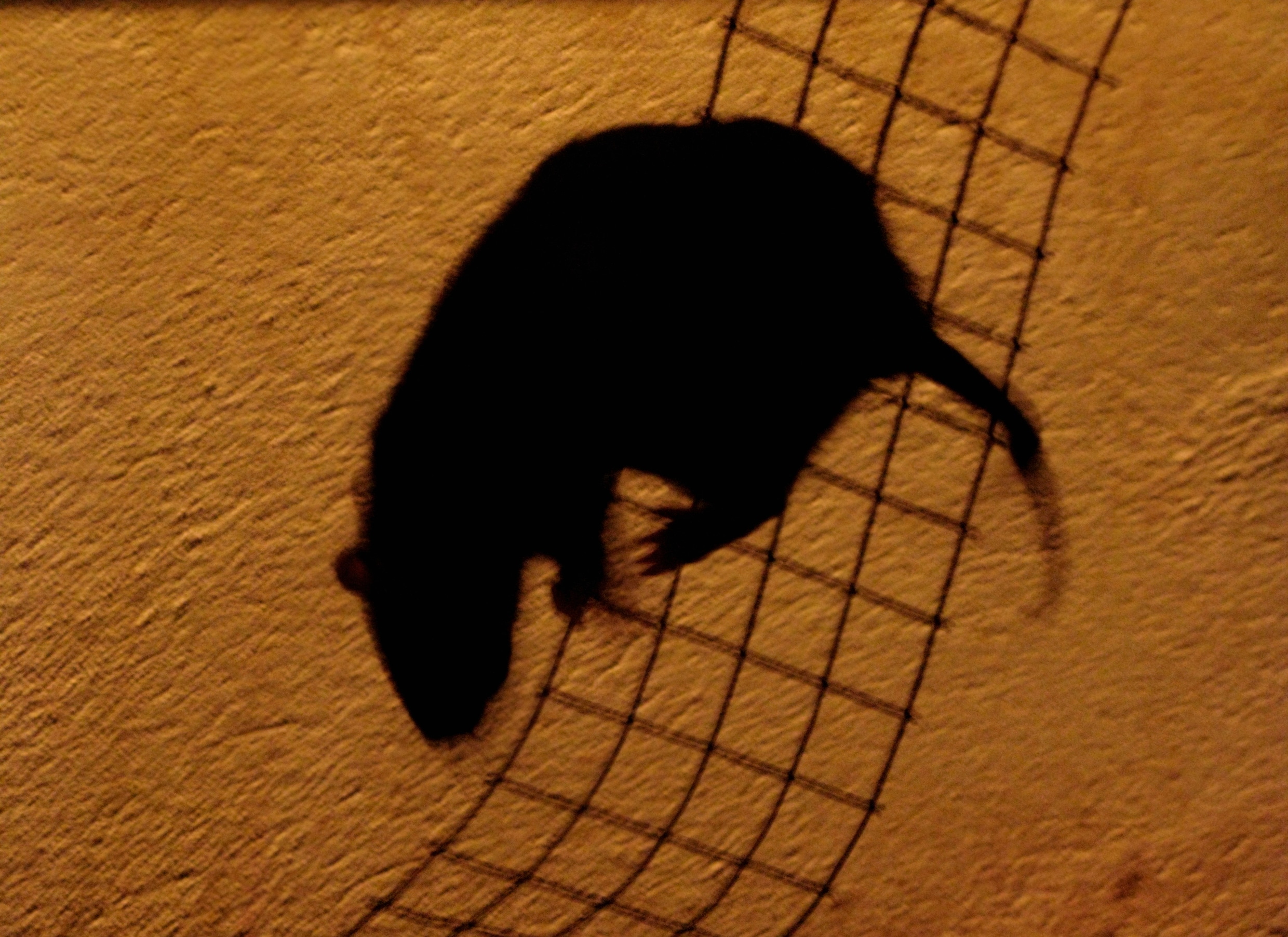 Anticonceptiepil voor ratten om overlast in Amsterdam tegen te gaan ...