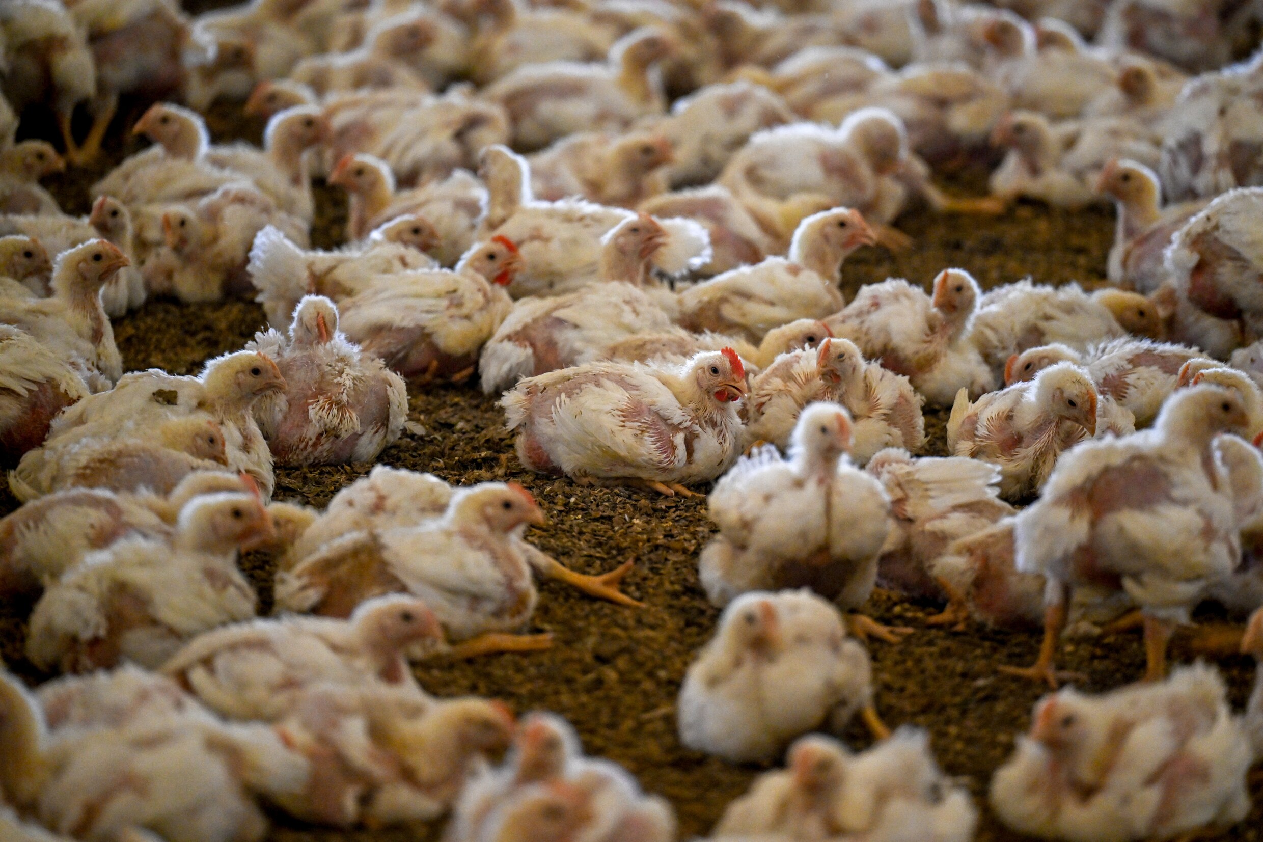 Kippen zonder keurmerk groeien veel vaker op met pijnlijke ...