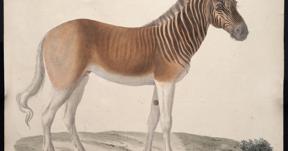 weergaloze-platen-en-prachtige-aquarellen-in-het-allard-pierson-komen
