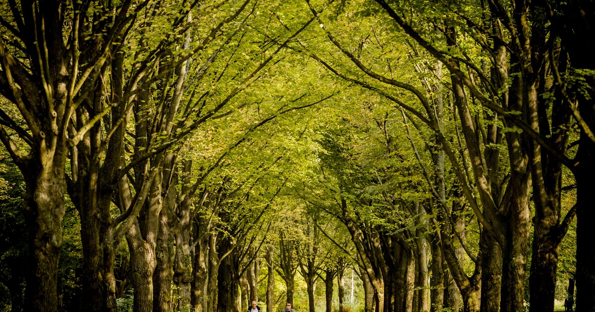 Buiten de gebaande paden: 6 x de leukste wandelclubs van Amsterdam