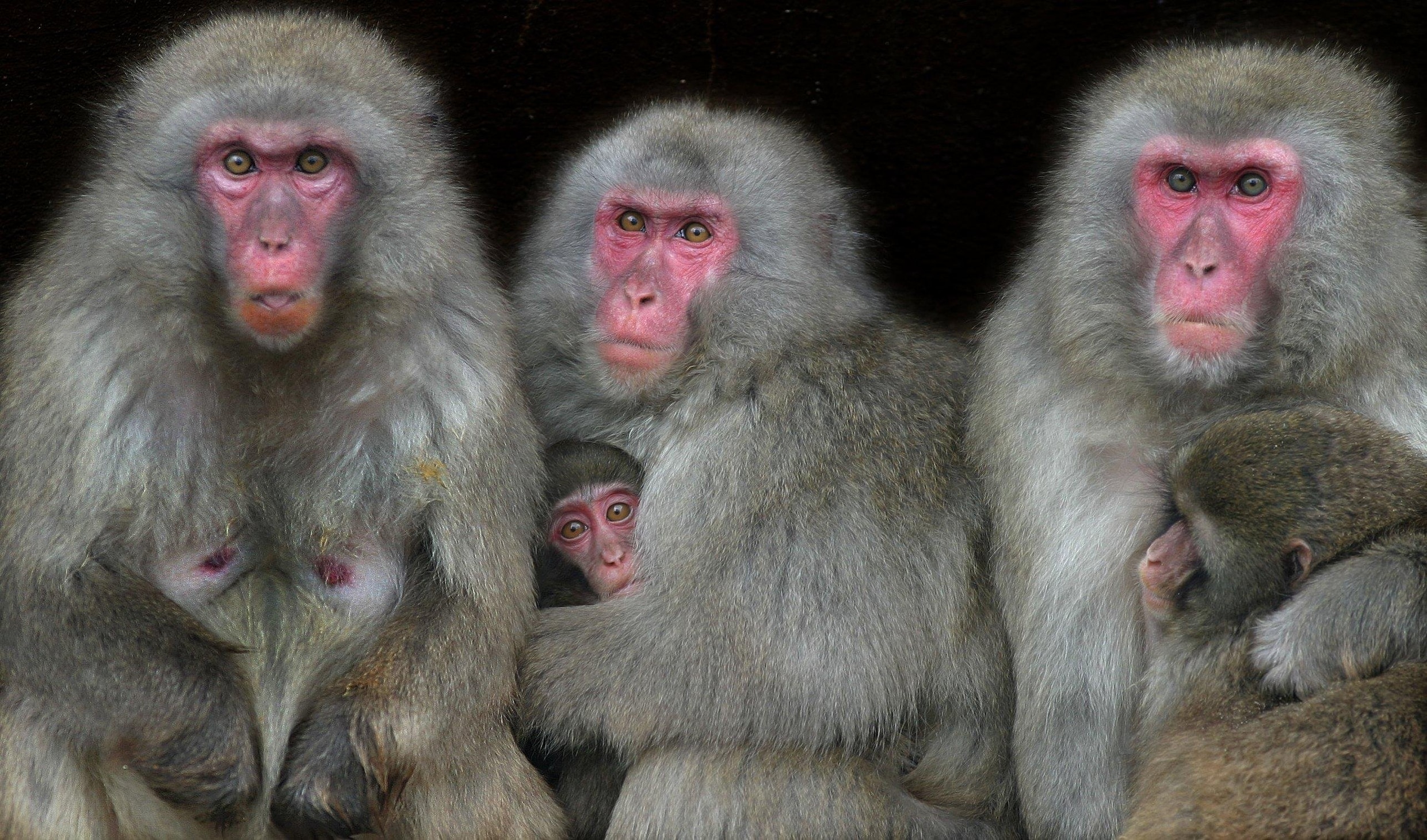 Een apenrots zonder apen: Artis neemt afscheid van de Japanse makaken ...