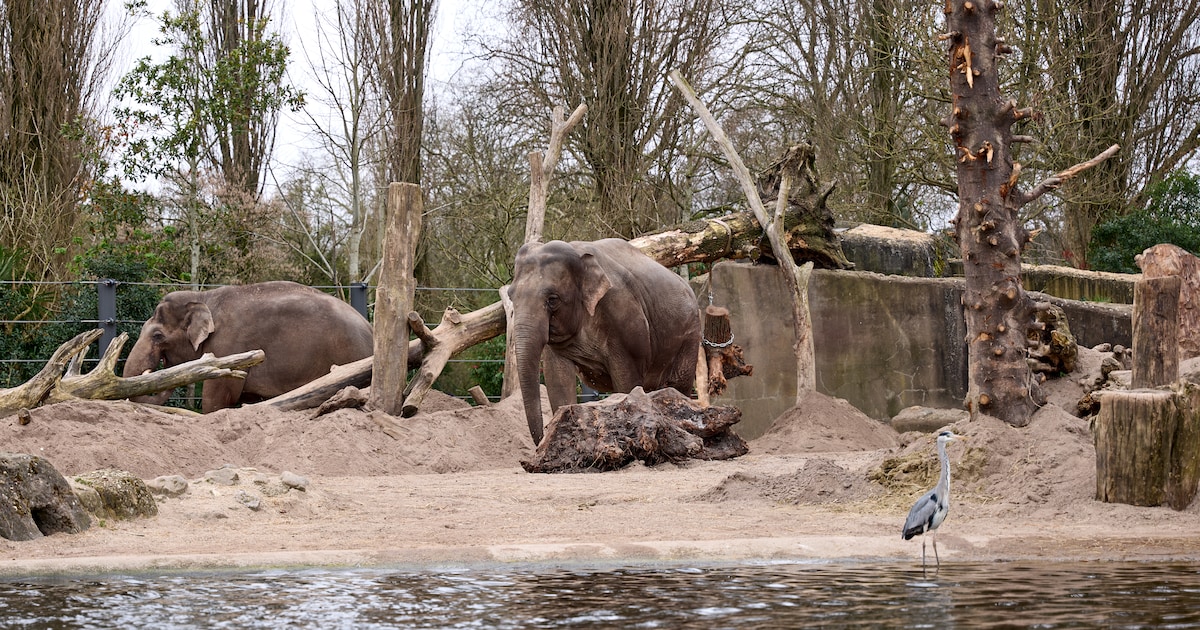Niet één maar twee babyolifanten op komst in Artis: ‘De bul heeft heel goed werk gedaan’